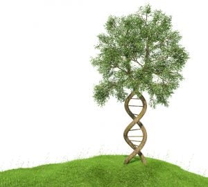 DNA and genetic genealogy explain family relationships