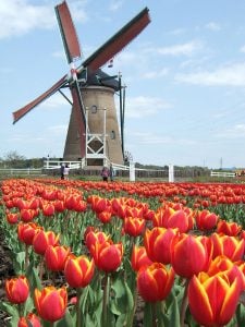Dutch surnames and family history