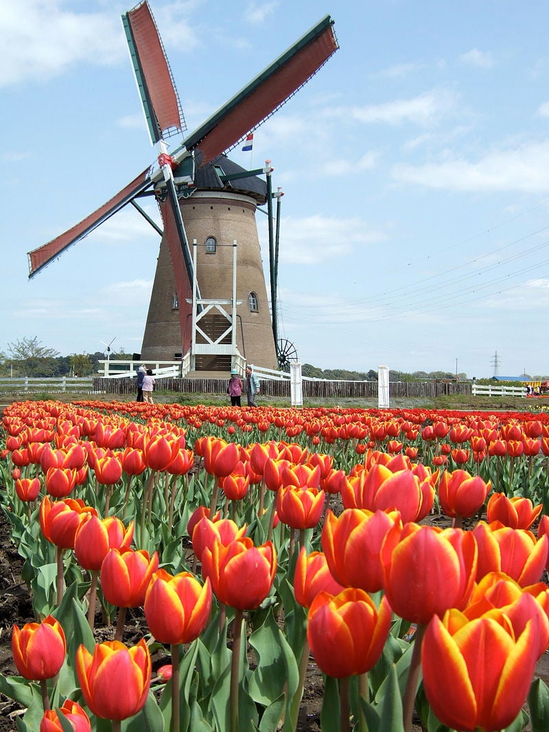 Dutch Surnames & Origins: Exploring Dutch Ancestry | Legacy Tree