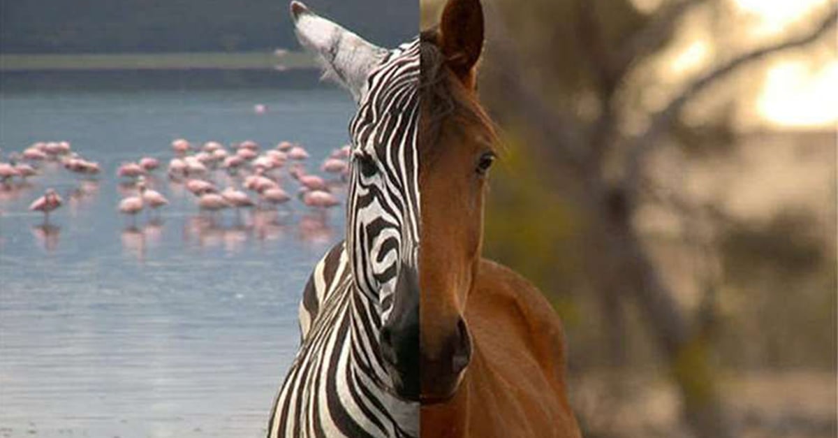 Horses Not Zebras 5 Tips for Evaluating Conflicting Evidence